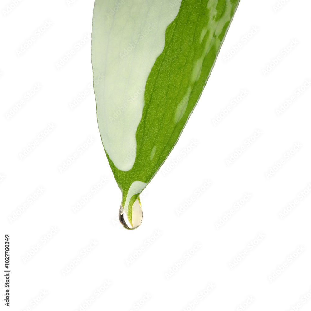 Canvas Prints Essential oil dripping from green leaf against white background