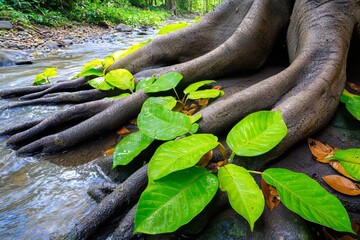 In the background is the holy Kaveri river with a Terminalia arjuna tree trunk