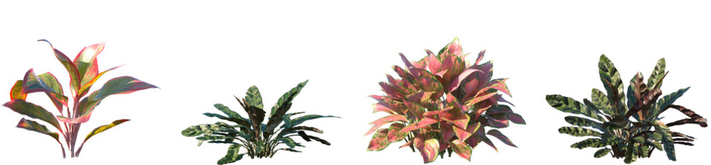 Fototapeta premium Set of Aglaonema crete and Calathea insignis frontal isolated png on a transparent background perfectly cutout high resolution