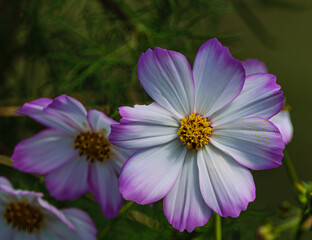 Obraz premium Beautiful photograph of three Cosmos flowers