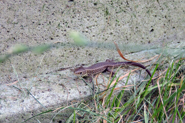 A wild sand lizard on a concrete block next to green grass