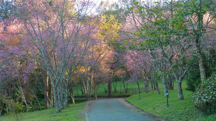 Scenic pathway through park lined with blooming cherry blossom trees, showcasing beauty of nature and tranquility in springtime. Nature and Tranquility.