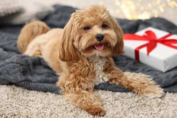 Cute Maltipoo dog and gift box on rug at home