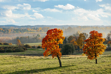 Obraz premium A picturesque autumn landscape featuring two vibrant orange-red trees standing in a green meadow. The background showcases rolling hills and distant forests with colorful fall foliage