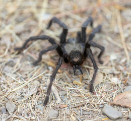 California Tarantula male adult, rear view, showing the Spinnerets, silk-producing organs. Stevens Creek County Park.