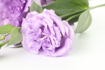 Beautiful violet eustoma flowers with green leaves on white background