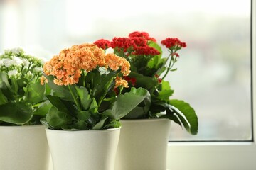 Different beautiful kalanchoe flowers in pots near window, space for text