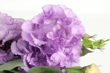 Beautiful violet eustoma flowers with green leaves on white background, closeup