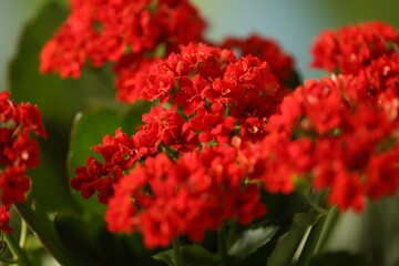 Beautiful red kalanchoe flowers on blurred background, closeup