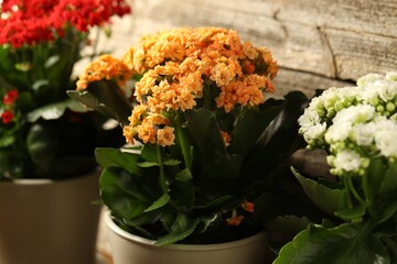 Different beautiful kalanchoe flowers in pots indoors, closeup