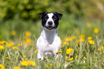 Cute adorable short smooth haired jack russell terrier sitting outdoors on summer time with green grass background. White and black jack russell terrier posting outside in yellow dandelions 