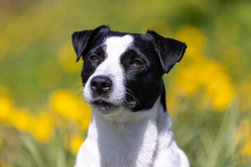 Cute adorable short smooth haired jack russell terrier sitting outdoors on summer time with green grass background. White and black jack russell terrier posting outside in yellow dandelions 