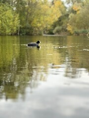 Fototapeta premium ducks on the lake