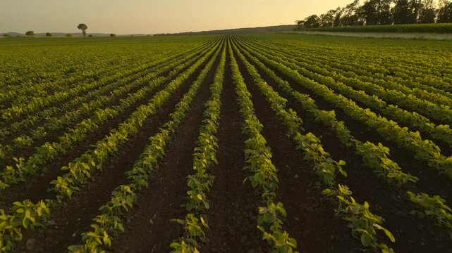 Sojabohnenfeld in &Ouml;sterreich, Burgenland, bei Sonnenuntergang und Streiflicht aus der Luft gefilmt (Vorw&auml;rtsbewegung, schneller)