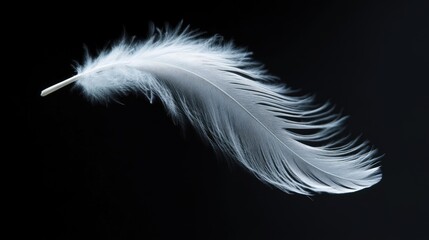 Obraz premium Soft white feather drifting in mid-air against a rich black background, emphasizing its ethereal quality