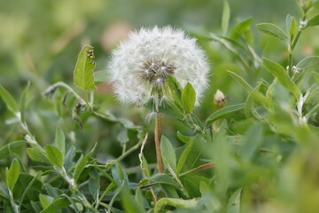 Diente de le&oacute;n Taraxacum officinale con sus semillas listas para ser transportadas por el viento, Alcoy, Espa&ntilde;a