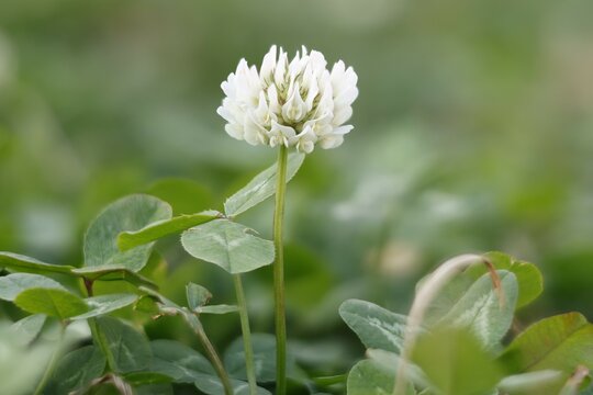 Flor de tr&eacute;bol de Alejandr&iacute;a Trifolium alexandrinum con la t&eacute;cnica fotogr&aacute;fica de apilado de im&aacute;genes, Alcoy, Espa&ntilde;a