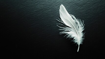 Obraz premium White feather gently resting on a deep black surface, creating a tranquil and sophisticated image