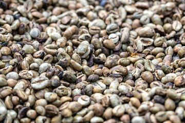 Luwak coffee beans that have been eaten and partially digested by the Asian Palm Civet, and then excreted in civet poo, before being washed and processed into coffee. Close up.