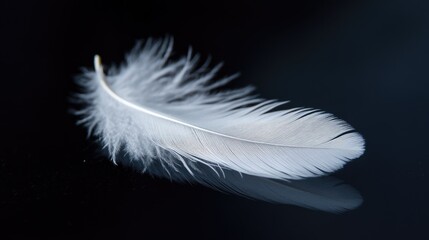 White feather resting on a deep black surface, with gentle lighting to showcase its fine details