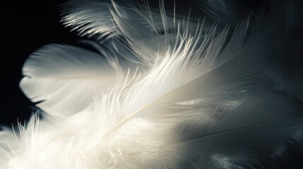 Fototapeta premium White feathers softly illuminated against a deep black background, showcasing their delicate and refined texture