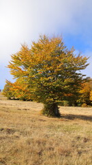 Naklejka premium tree in autumn