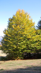 autumn landscape with trees