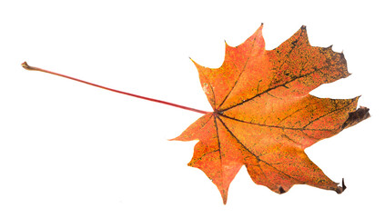 Autumn leaf of orange maple tree isolated on a white background
