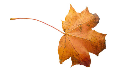 Autumn leaf of orange maple tree isolated on a white background