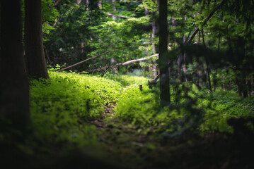 Fototapeta premium Moss covering tree remains in dark forest in Yorkshire, UK.