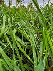 green grass in the garden