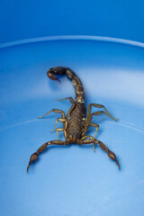 scorpion isolated on blue background
