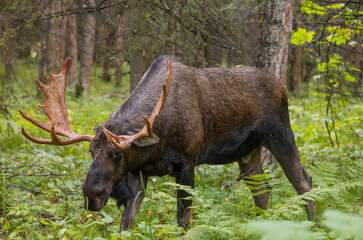 Bull Alaska Yukon Moose in Autumn in Alaska