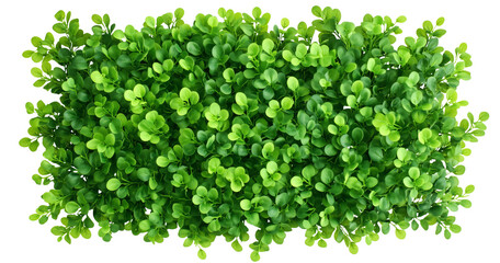 Obraz premium A Garden boxwood hedge wall, green leaves on transparent background cutout, PNG file. Mockup