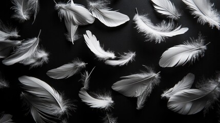 Obraz premium Artistic arrangement of white feathers scattered across a jet-black backdrop, emphasizing their ethereal beauty
