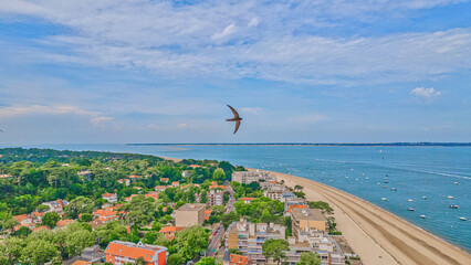 hirondelle en vol  © Alexandra