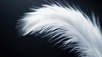 Obraz premium Close-up of a white feather with fine details, set against a dark background for an elegant effect