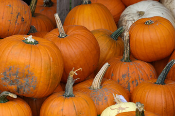 Des citrouilles sur un étalage d'un marchand 