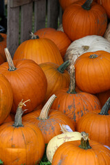 Des citrouilles sur un étalage d'un marchand 