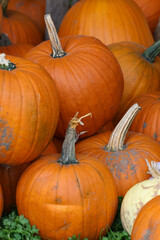 Des citrouilles sur un étalage d'un marchand 