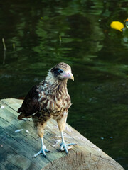 red tailed hawk