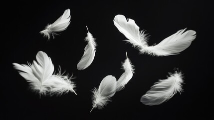 Elegant white feather with soft shadows, set against a dark black backdrop for a dramatic effect
