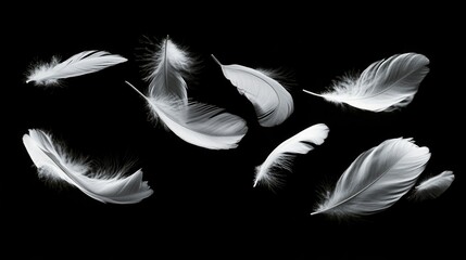 Obraz premium Elegant white feather with soft shadows, set against a dark black backdrop for a dramatic effect