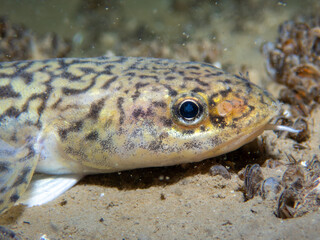 Macro of a burbot on the ground of a lake in switzerland