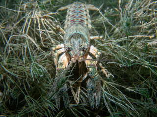 Crayfish hiding between plants