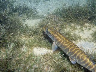 Pike hunting in a lake in Switzerland