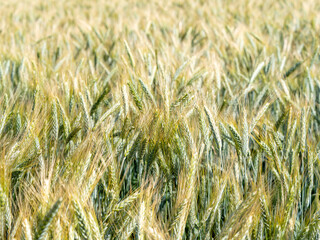 Golden ears of wheat on a farm field