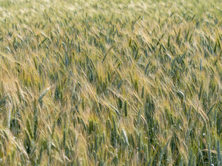Golden ears of wheat on a farm field