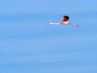 Pink flamingo flying with blue sky