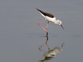 Specimen of stilt walking in a lagoon